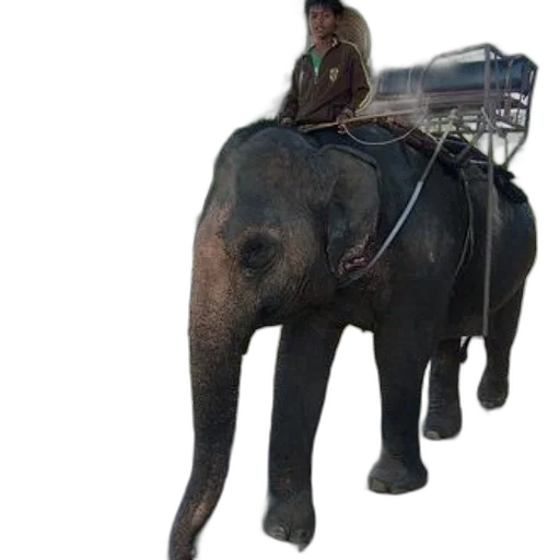 animal, staff, creature, weapon transparent PNG cut-out