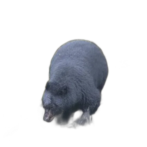 animal, creature, hair, food, 3d render, photorealistic, concept art, black transparent PNG cut-out