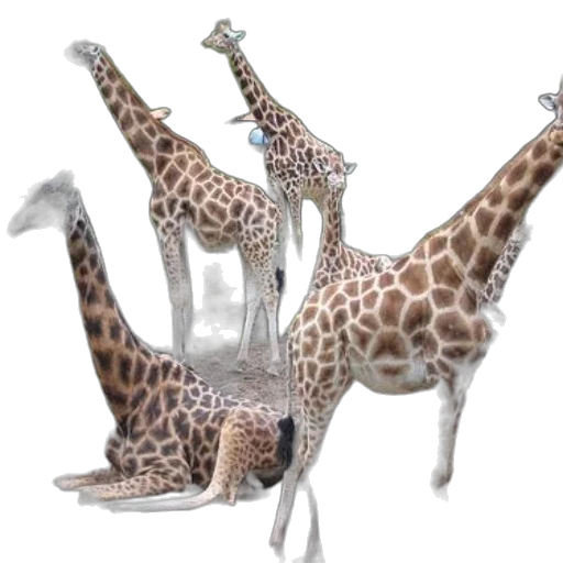 animal, creature, 3d render, concept art, photorealistic, group, giraffes, one transparent PNG cut-out