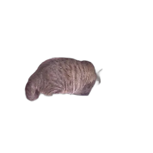 hat, hair, animal, creature, 3d render, photorealistic, pixel art, concept art transparent PNG cut-out