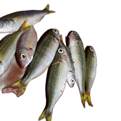 food, animal, photorealistic, collection, fresh, fish, yellow, tails transparent PNG cut-out