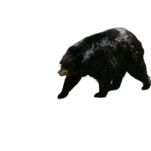 animal, creature, staff, hair, 3d render, concept art, photorealistic, pixel art transparent PNG cut-out