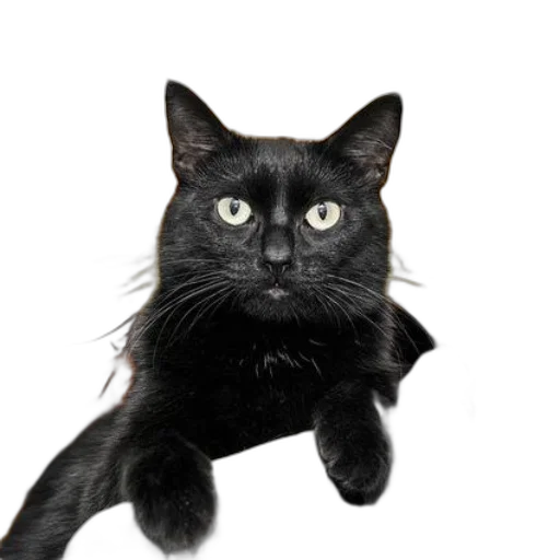 staff, animal, creature, hair transparent PNG cut-out