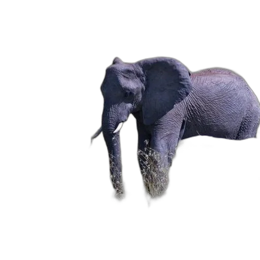 animal, creature, staff, hat, 3d render, photorealistic, concept art, pencil sketch transparent PNG cut-out
