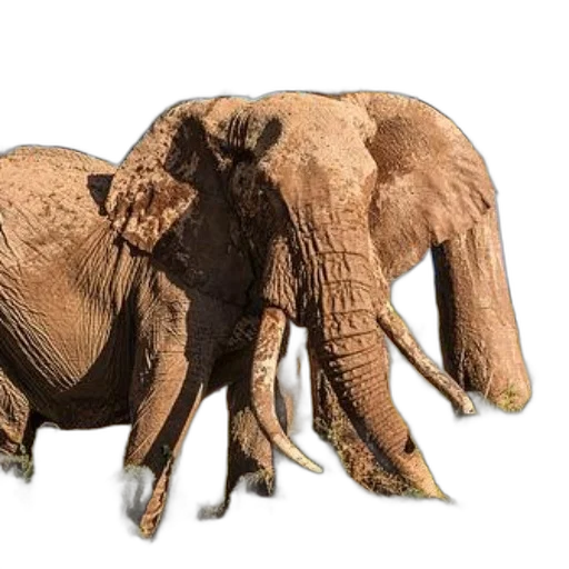 animal, creature, mask, furniture, 3d render, photorealistic, concept art, earth tones transparent PNG cut-out