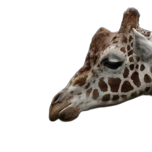 animal, mask, creature, hat transparent PNG cut-out