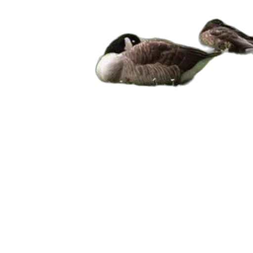 animal, shoes, umbrella, creature, photorealistic, 3d render, concept art, pixel art transparent PNG cut-out