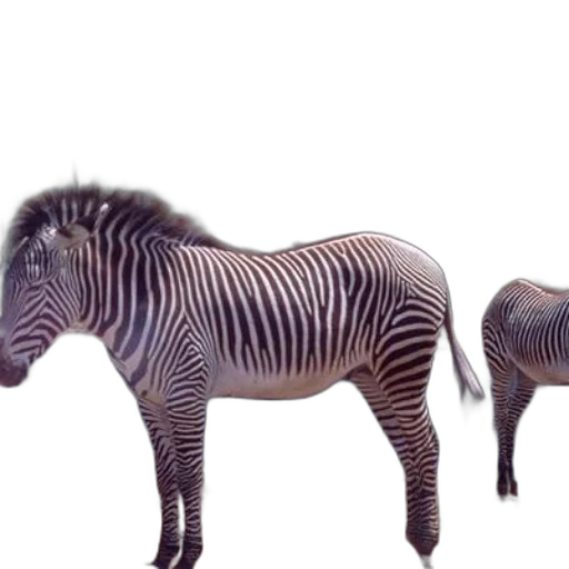 animal, creature, furniture, jewelry, 3d render, photorealistic, concept art, fantasy art transparent PNG cut-out