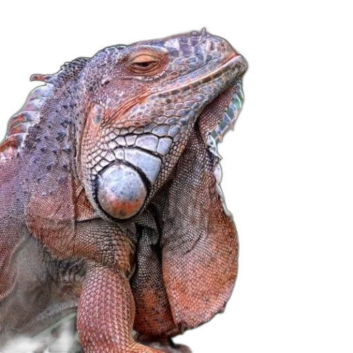 dragon, animal, creature, face, photorealistic, 3d render, close-up, photograph transparent PNG cut-out