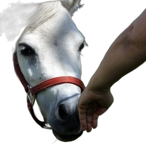 animal, weapon, staff, hat, photorealistic, 3d render, white, pony transparent PNG cut-out