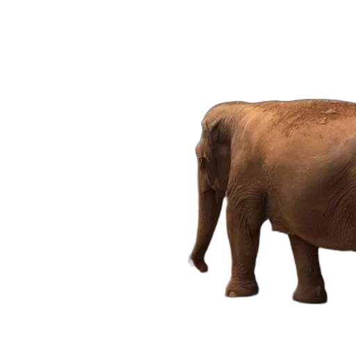 animal, creature, weapon, staff, 3d render, photorealistic, concept art, earth tones transparent PNG cut-out