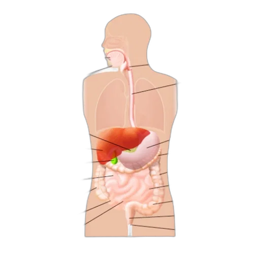 staff, food, anatomical, diagram, human, digestive, system, showing transparent PNG cut-out
