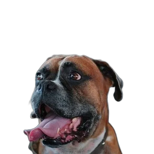 animal, face, staff, creature, photorealistic, 3d render, boxer, dog transparent PNG cut-out