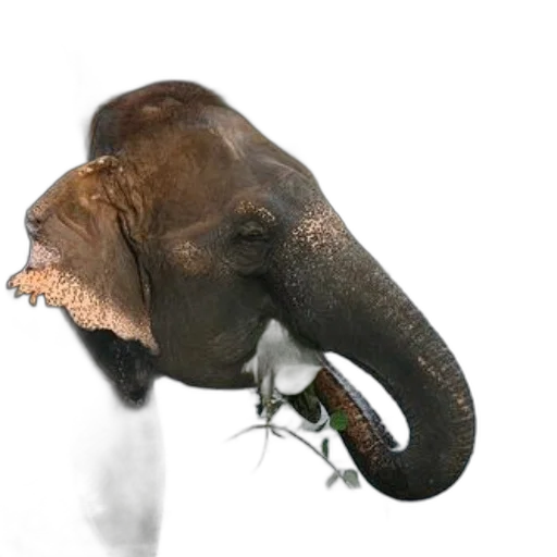 animal, creature, staff, mask, photorealistic, concept art, 3d render, person transparent PNG cut-out