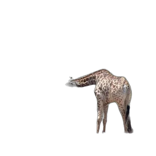 animal, creature, furniture, jewelry, 3d render, concept art, photorealistic, pixel art transparent PNG cut-out
