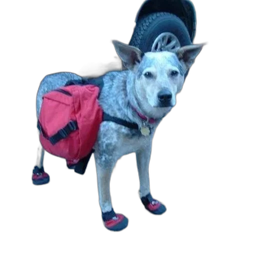 animal, jacket, creature, staff, 3d render, concept art, photorealistic, dog transparent PNG cut-out