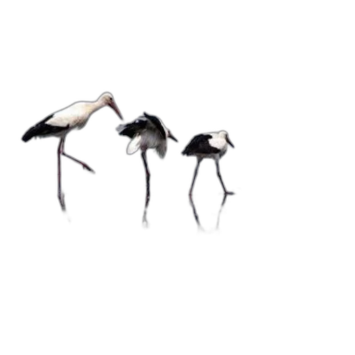 animal, umbrella, creature, hair, concept art, photorealistic, 3d render, oil painting transparent PNG cut-out
