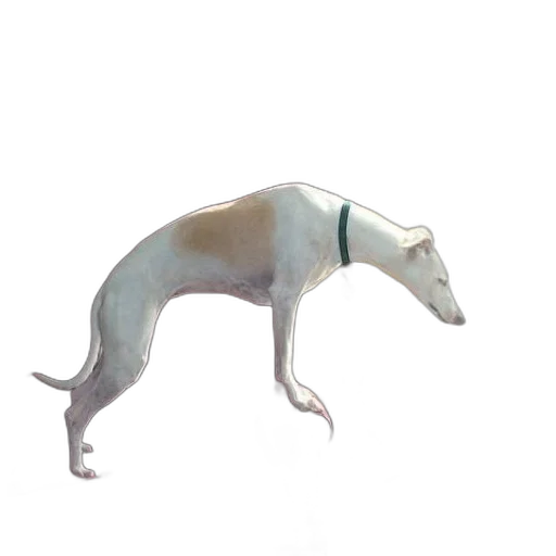 animal, creature, staff, dragon transparent PNG cut-out