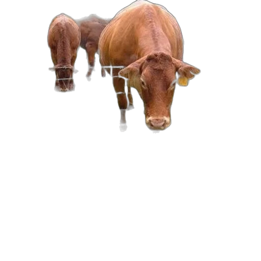 animal, food, creature, face, photorealistic, 3d render, concept art, pixel art transparent PNG cut-out