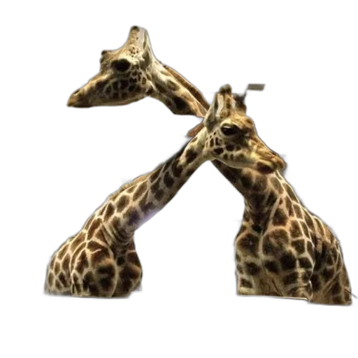 animal, shoes, creature, jewelry, 3d render, concept art, photorealistic, two transparent PNG cut-out