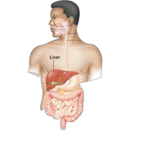 food, face, anatomical, diagram, human, digestive, system, showing transparent PNG cut-out