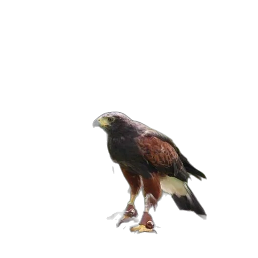 animal, creature, staff, weapon, photorealistic, 3d render, oil painting, pixel art transparent PNG cut-out