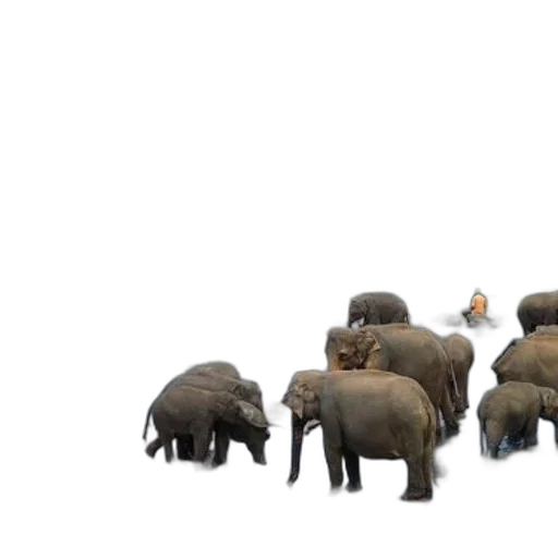 animal, concept art, 3d render, elephants, wading, through, river, rocky transparent PNG cut-out