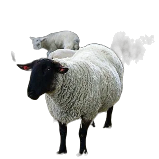 animal, creature, hat, staff, photorealistic, 3d render, concept art, pixel art transparent PNG cut-out