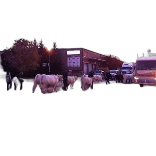 building, animal, car, staff, concept art, 3d render, photorealistic, city street transparent PNG cut-out