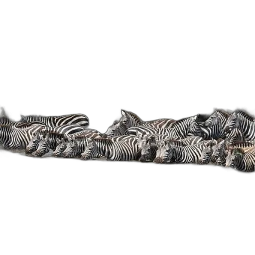jewelry, shoes, crown, animal, herd, zebras, drink, river transparent PNG cut-out