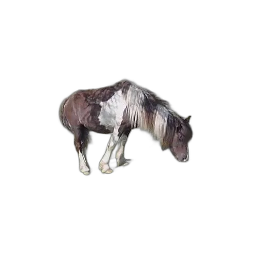 animal, creature, hair, dragon, photorealistic, 3d render, oil painting, pencil sketch transparent PNG cut-out