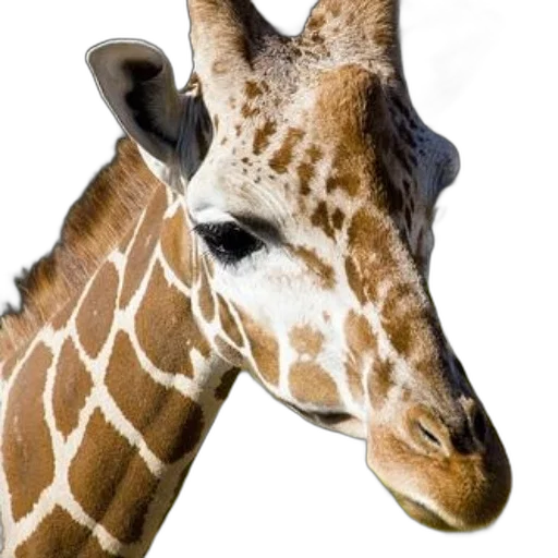animal, creature, face, staff, photorealistic, close-up, photo, giraffe transparent PNG cut-out