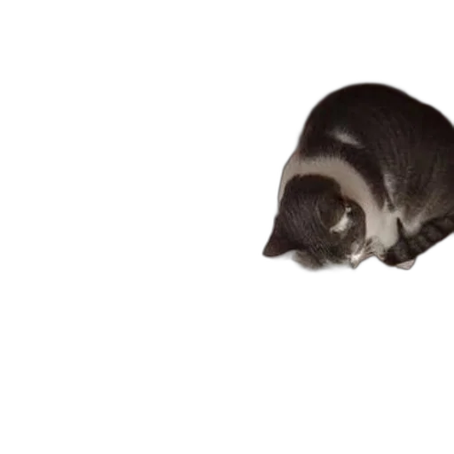 animal, creature, staff, hat, photorealistic, 3d render, concept art, monochrome transparent PNG cut-out