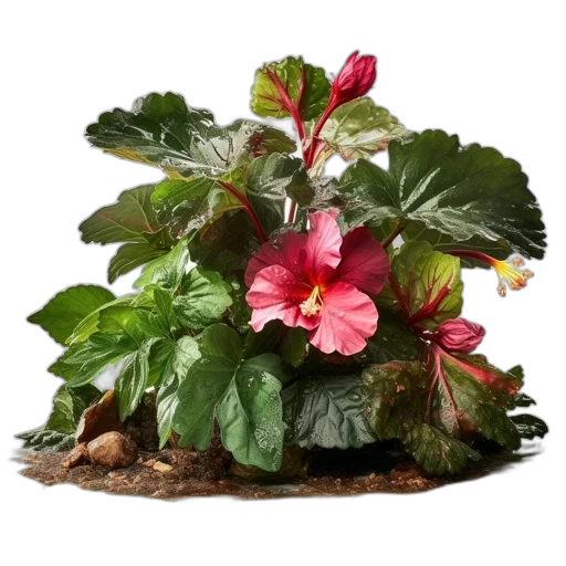 crown, flower, hat, photorealistic, 3d render, lush, display, green transparent PNG cut-out