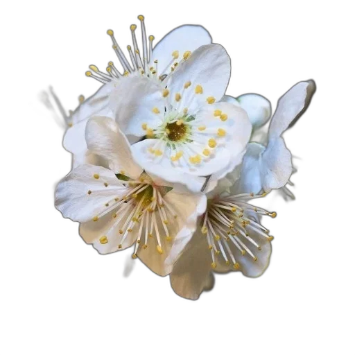 flower, crown, jewelry, staff transparent PNG cut-out