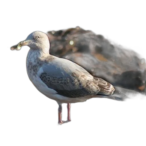 animal, creature, crown, jacket, 3d render, photorealistic, concept art, seagull transparent PNG cut-out