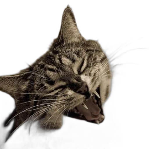 animal, staff, hat, face, photorealistic, 3d render, tabby, cat transparent PNG cut-out