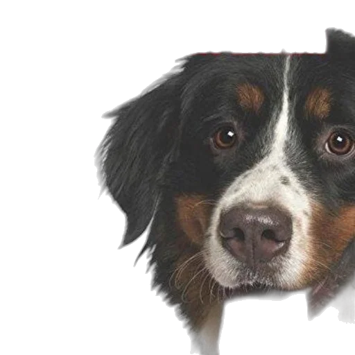 animal, face, staff, photorealistic, oil painting, watercolor, pencil sketch, book transparent PNG cut-out