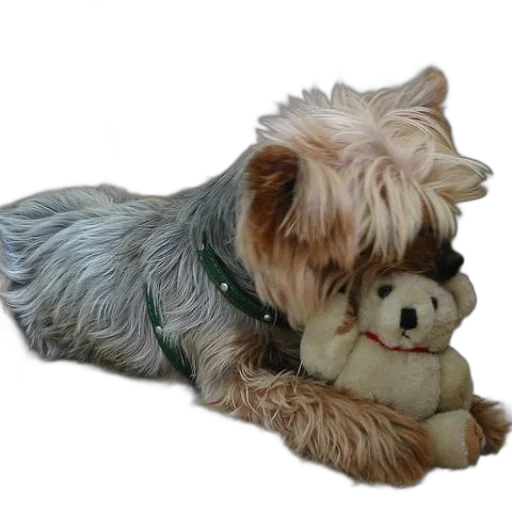 animal, photorealistic, 3d render, small transparent PNG cut-out