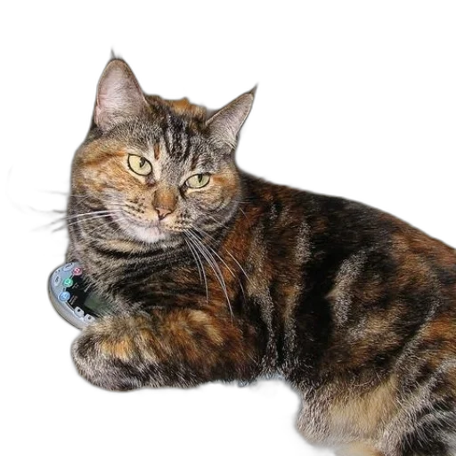 staff, jewelry, animal, creature, photorealistic, 3d render, cat, laying transparent PNG cut-out