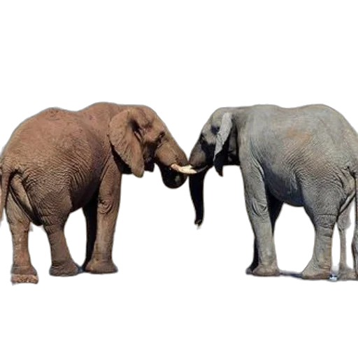 animal, concept art, 3d render, photorealistic transparent PNG cut-out
