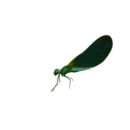 animal, creature, dragon, staff, 3d render, concept art, photorealistic, pixel art transparent PNG cut-out