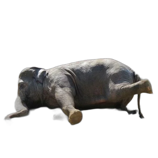 animal, creature, furniture, staff, concept art, 3d render, photorealistic, oil painting transparent PNG cut-out