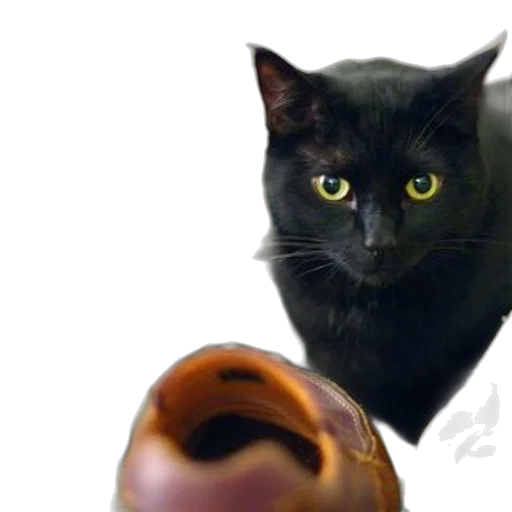 animal, mask, staff, photorealistic, 3d render, black, cat, yellow transparent PNG cut-out