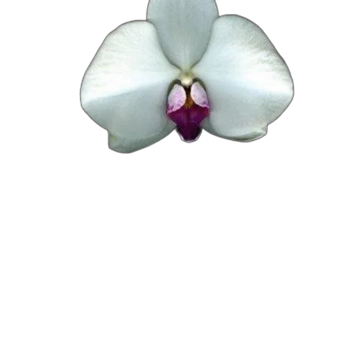 flower, jewelry, crown, staff, photorealistic, 3d render, concept art, cover transparent PNG cut-out