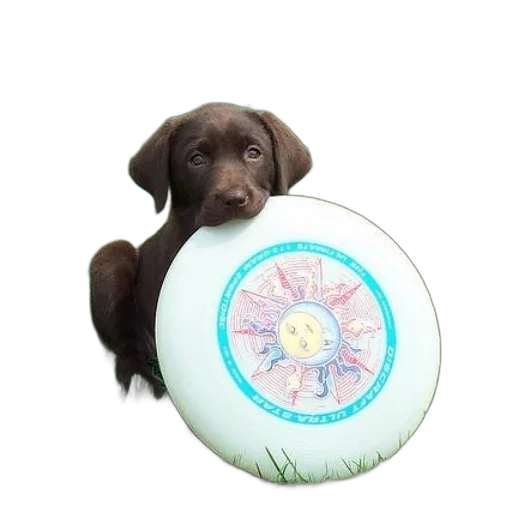 animal, photorealistic, brown, puppy transparent PNG cut-out