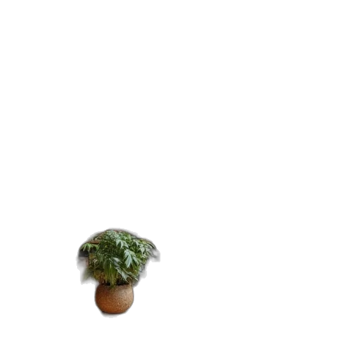 tree, food, crown, hat transparent PNG cut-out