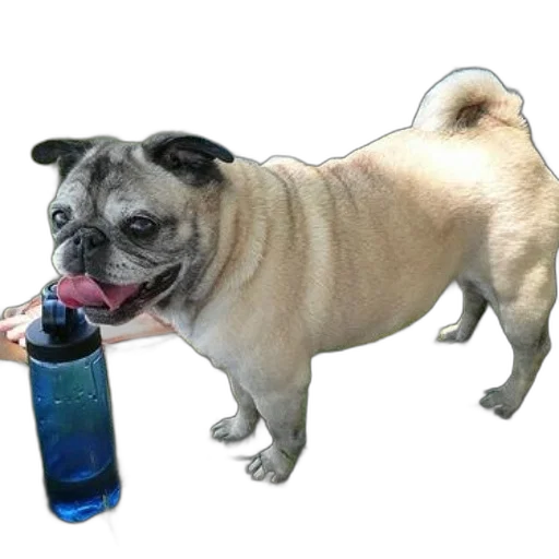 bottle, animal, staff, creature, photorealistic, 3d render, pug, dog transparent PNG cut-out