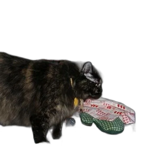 shoes, bottle, animal, hat, photorealistic, 3d render, tortoiseshell, cat transparent PNG cut-out