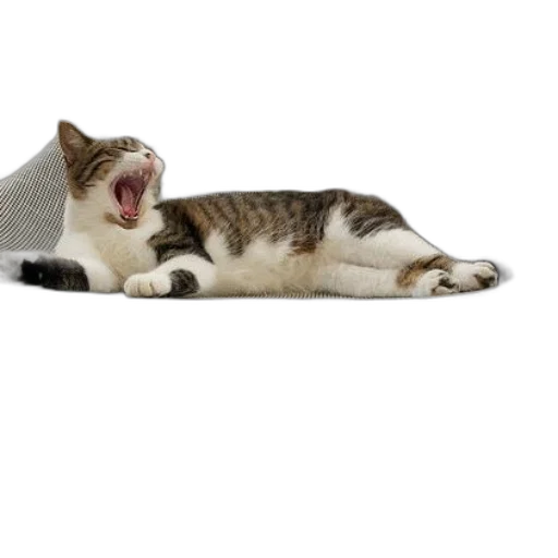 hat, animal, staff, jacket, photorealistic, cat, yawns, while transparent PNG cut-out